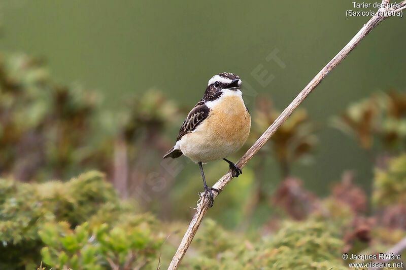 Whinchat male adult breeding, identification