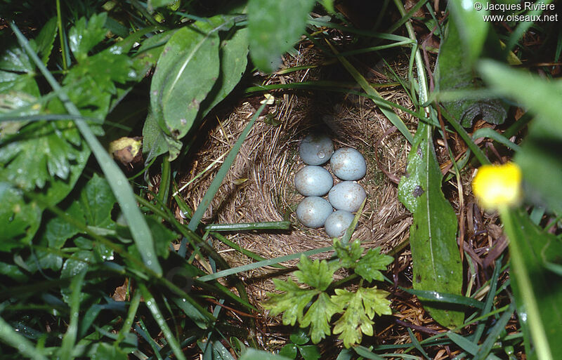 European Stonechat, Reproduction-nesting