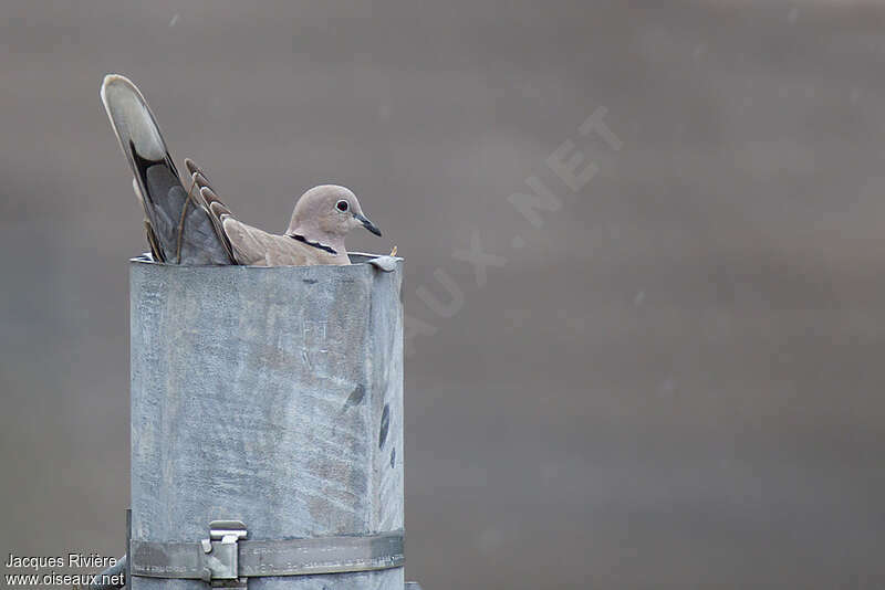 Eurasian Collared Dove male adult breeding, Reproduction-nesting, Behaviour