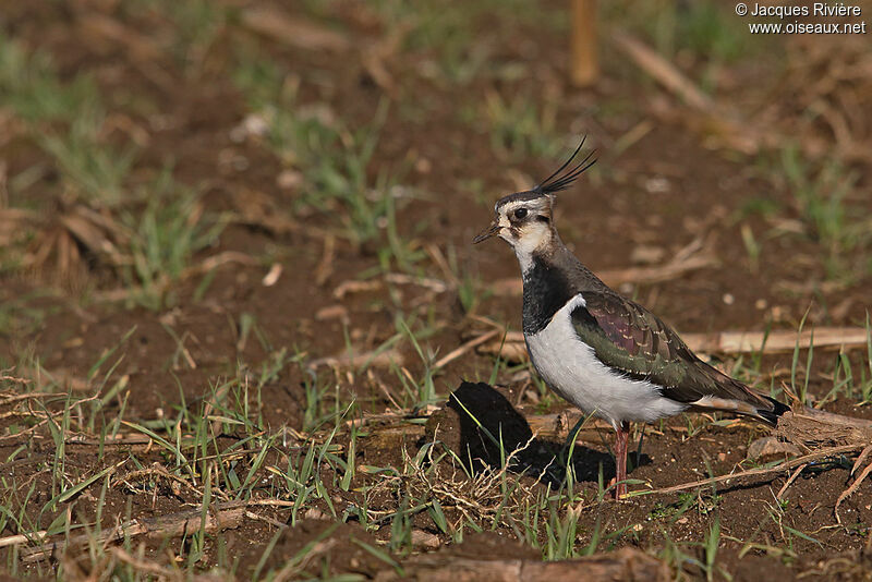 Northern Lapwing male adult post breeding