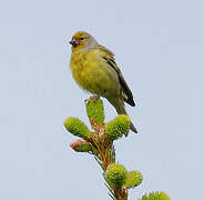 Citril Finch
