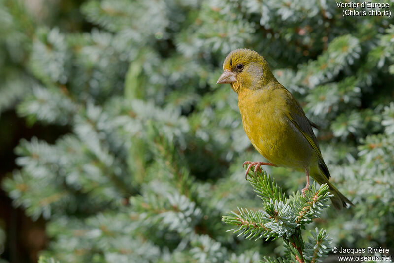 European Greenfinch male adult breeding, identification, Reproduction-nesting