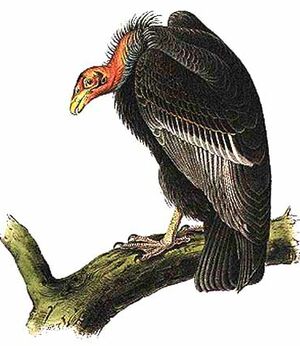Condor de Californie
