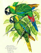 Golden-collared Macaw