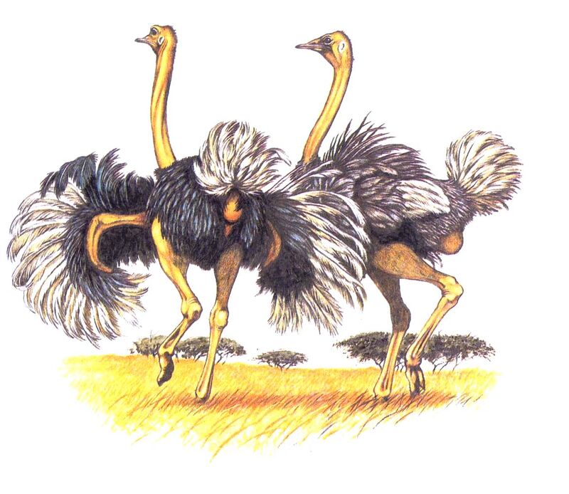 Common Ostrich, Behaviour