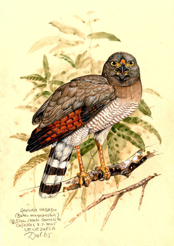 Roadside Hawk, identification