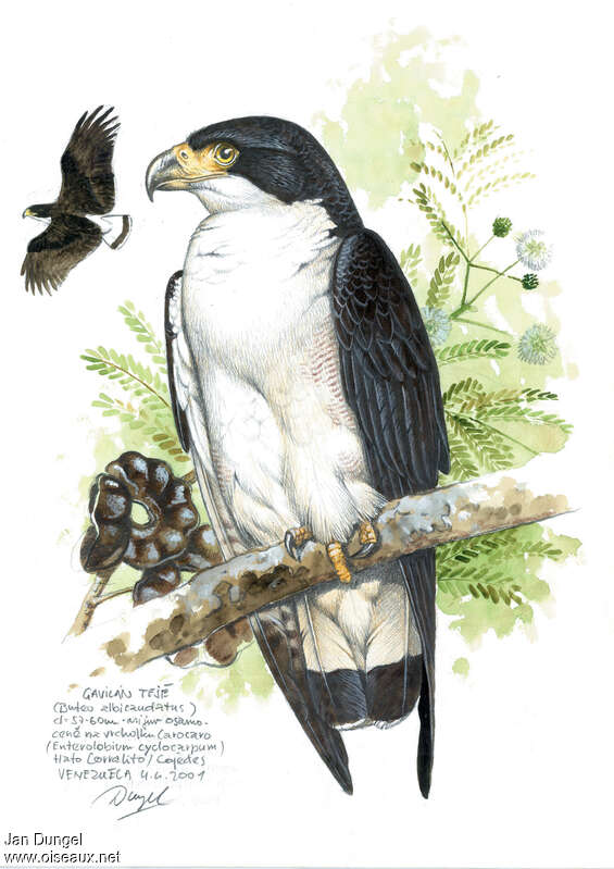 White-tailed Hawkadult