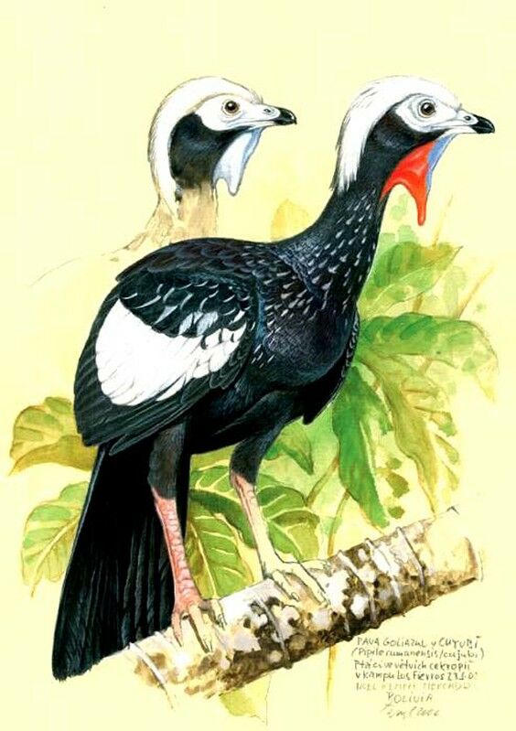 Red-throated Piping Guan