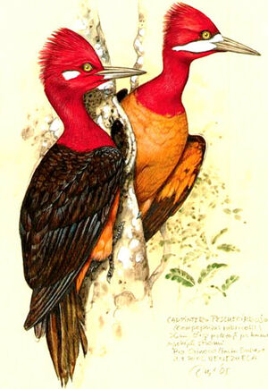 Pic à cou rouge
