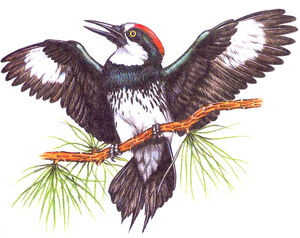 Pic glandivore