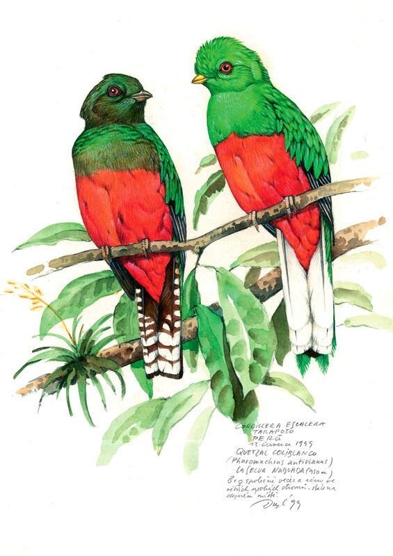 Crested Quetzal