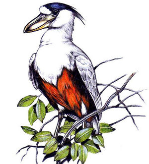 Boat-billed Heron