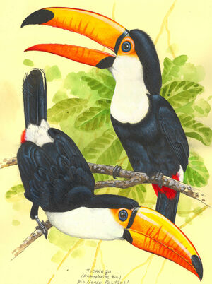 Toco Toucan