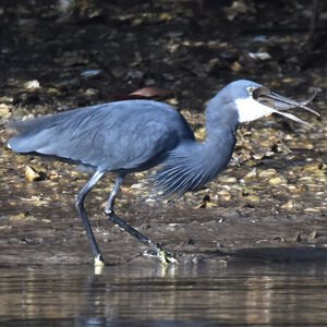 Aigrette des récifs