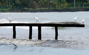 Aigrette neigeuse