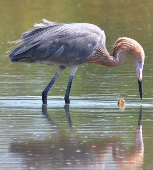 Aigrette roussâtre
