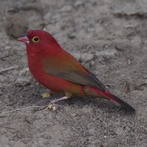 Red-billed Firefinch