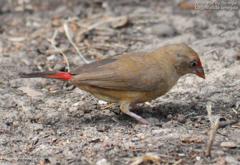 Red-billed Firefinch female, feeding habits, Behaviour