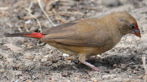 Red-billed Firefinch