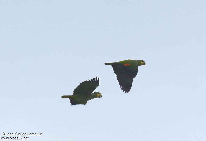 Orange-winged Amazon, Flight