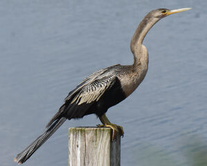 Anhinga d'Amérique