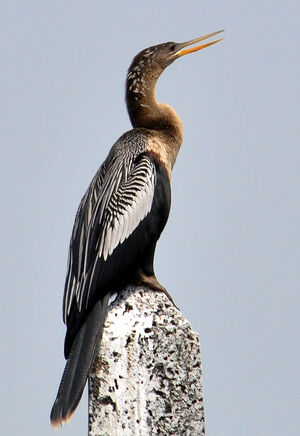 Anhinga d'Am�rique