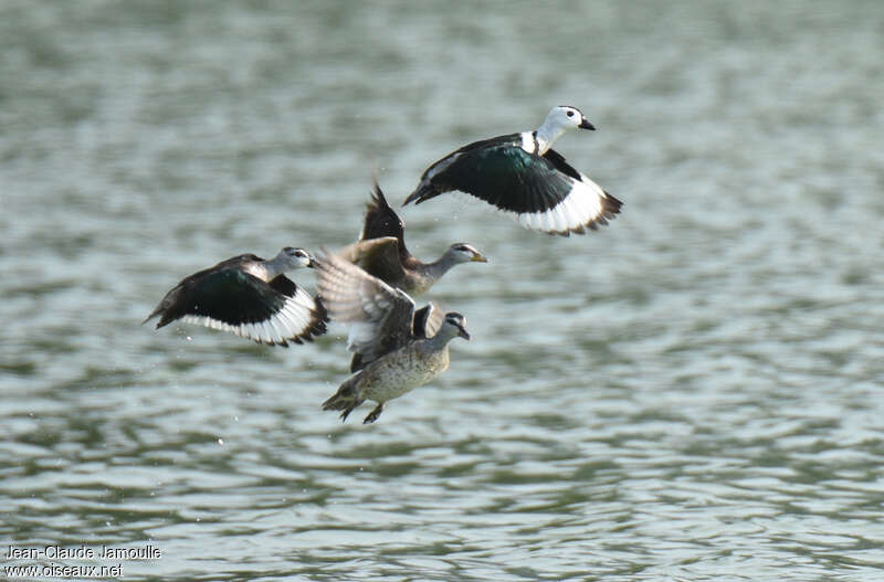 Cotton Pygmy Goose, Flight