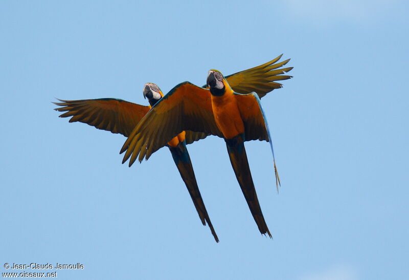 Blue-and-yellow Macaw, Flight, Behaviour