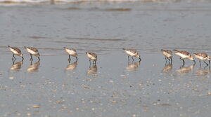 Bécasseau sanderling