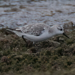 Bécasseau sanderling