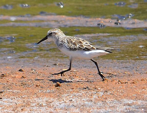 Semipalmated Sandpiper 
&copy; Jean-Claude Jamoulle