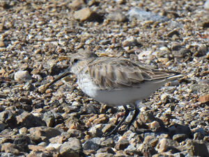 Dunlin