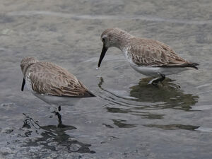 Dunlin