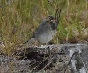 Pied Wagtail