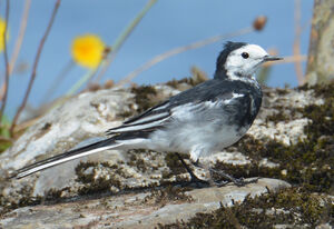 Pied Wagtail