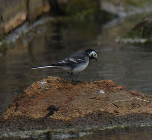 Pied Wagtail