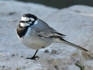 White Wagtail