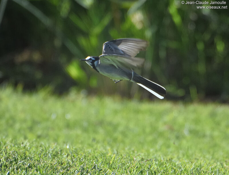 Bergeronnette grise - Motacilla alba