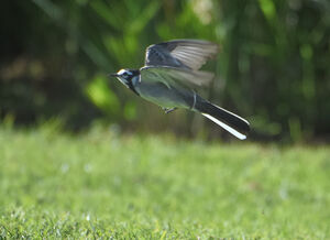 White Wagtail
