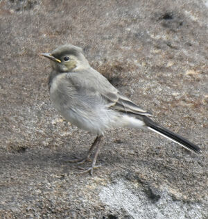 White Wagtail