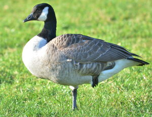 Canada Goose
