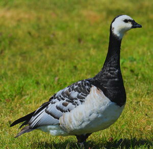 Barnacle Goose