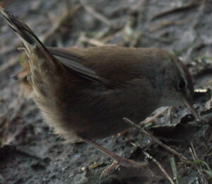 Cetti's Warbler 
&copy; Jean-Claude Jamoulle