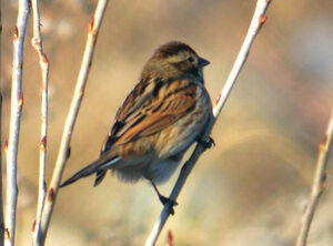 Common Reed Bunting 
&copy; Jean-Claude Jamoulle