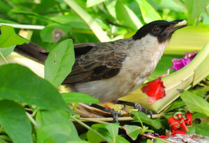 Sooty-headed Bulbul