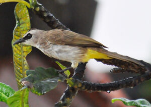 Yellow-vented Bulbul