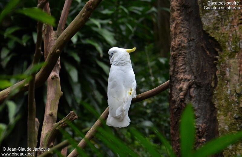 Yellow-crested Cockatoo, identification