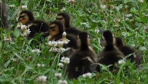 Canard colvert
