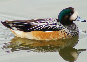 Chiloe Wigeon