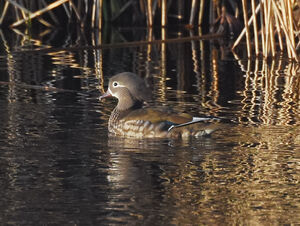 Canard mandarin
